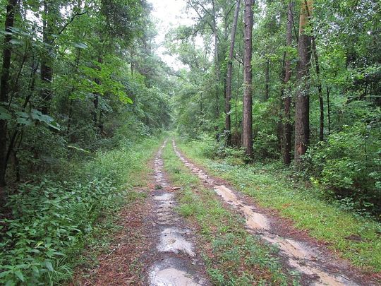 79.9 Acres of Recreational Land for Sale in Whigham, Georgia