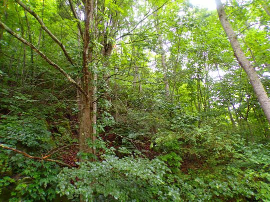 15 Acres of Land for Sale in Roan Mountain, Tennessee