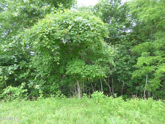 6.1 Acres of Residential Land for Sale in New Tazewell, Tennessee