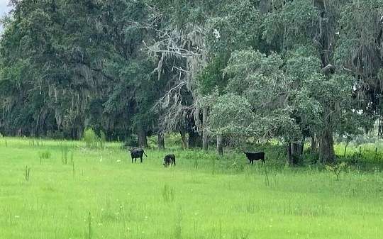 146 Acres of Land for Sale in Lake City, Florida