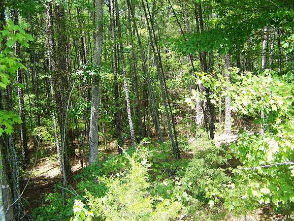 2.77 Acres of Land for Sale in Winnsboro, South Carolina