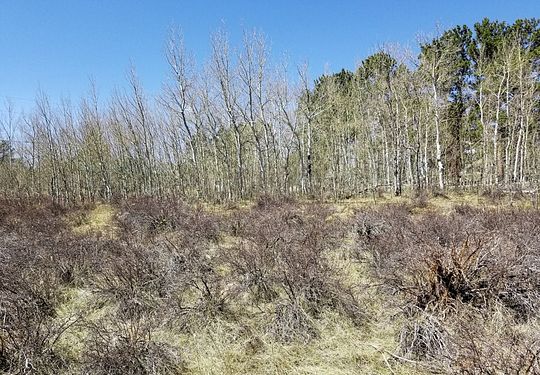0.21 Acres of Residential Land for Sale in Red Feather Lakes, Colorado