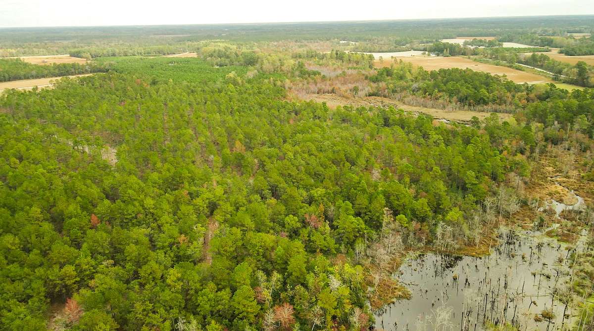 151 Acres of Recreational Land for Sale in Nichols, South Carolina