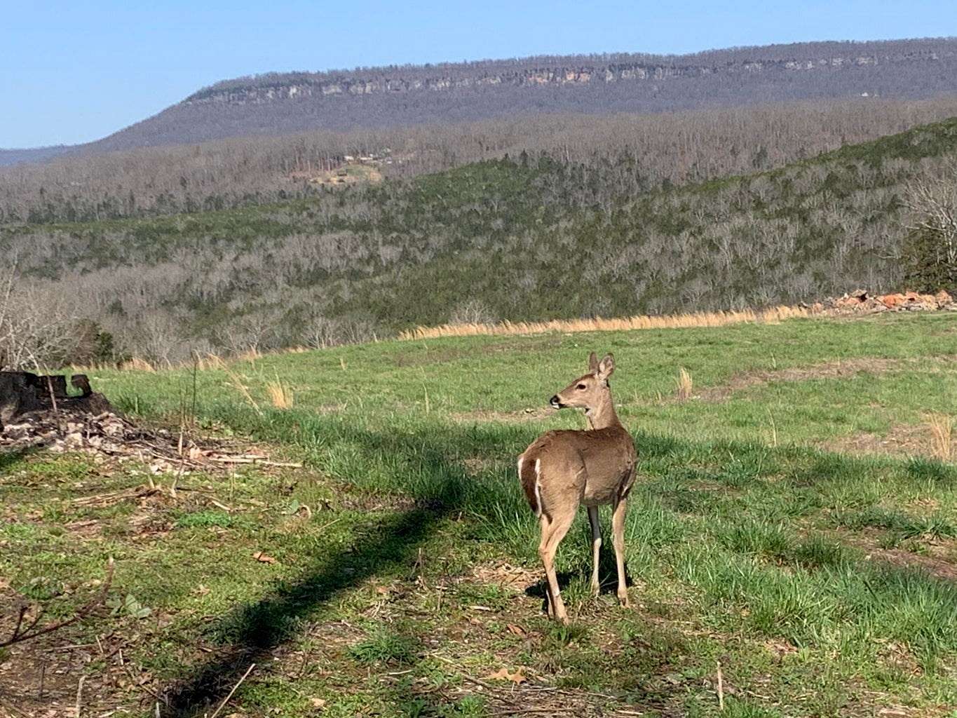 20 Acres of Recreational Land & Farm for Sale in Marble Falls Township, Arkansas