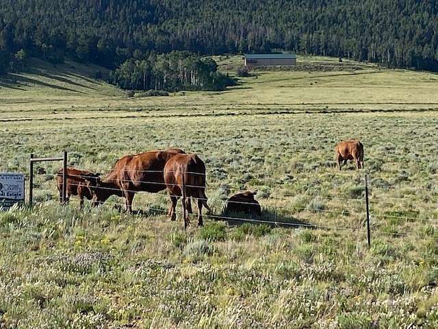 115 Acres of Recreational Land & Farm for Sale in Westcliffe, Colorado