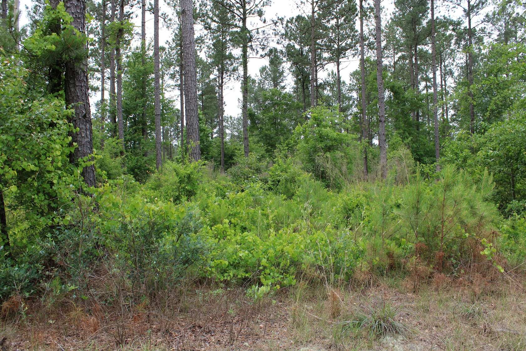 Commercial Land for Sale in Aiken, South Carolina