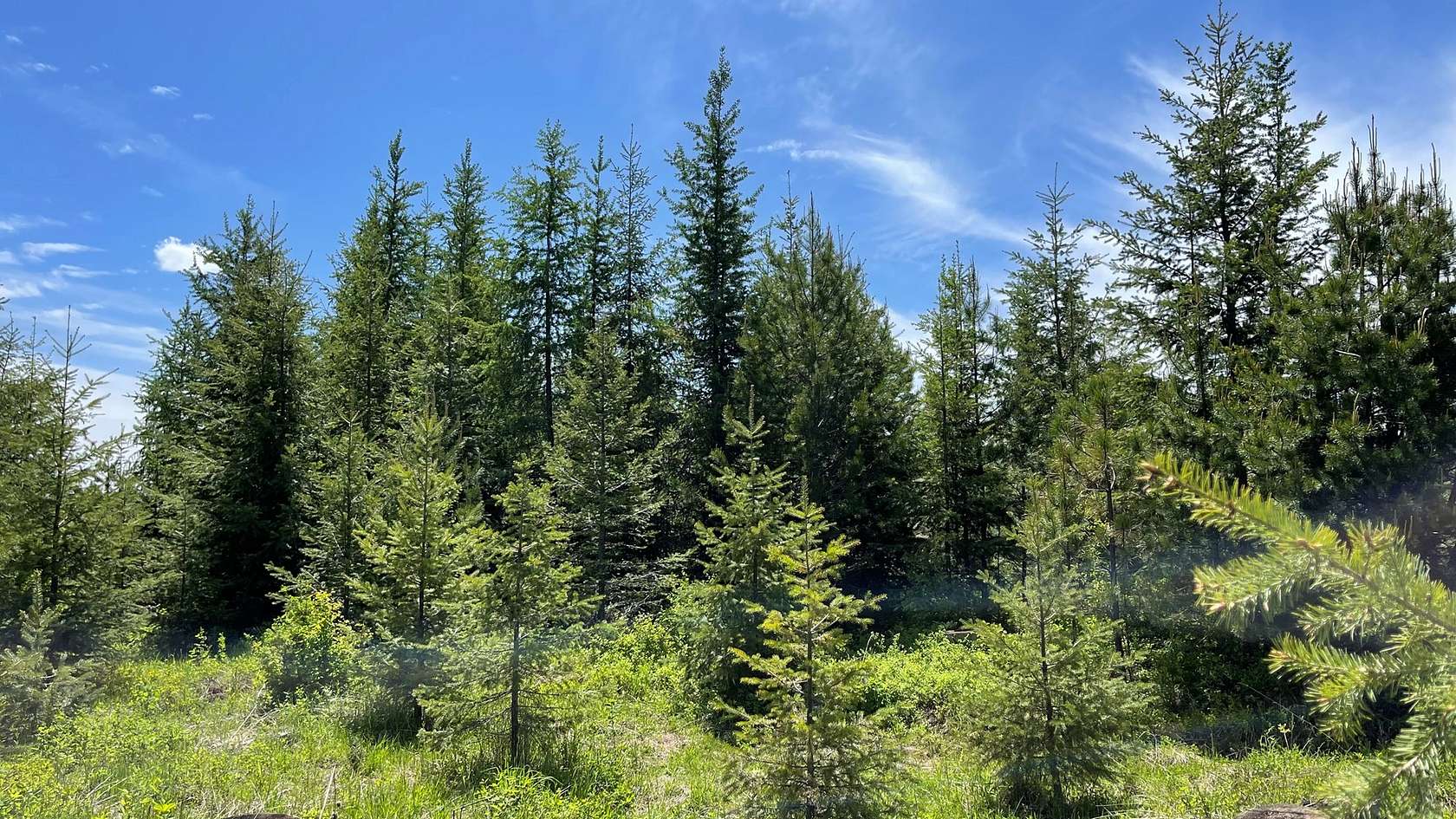 20 Acres of Land for Sale in Orofino, Idaho