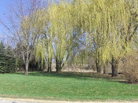 0.29 Acres of Residential Land for Sale in Poplar Grove, Illinois
