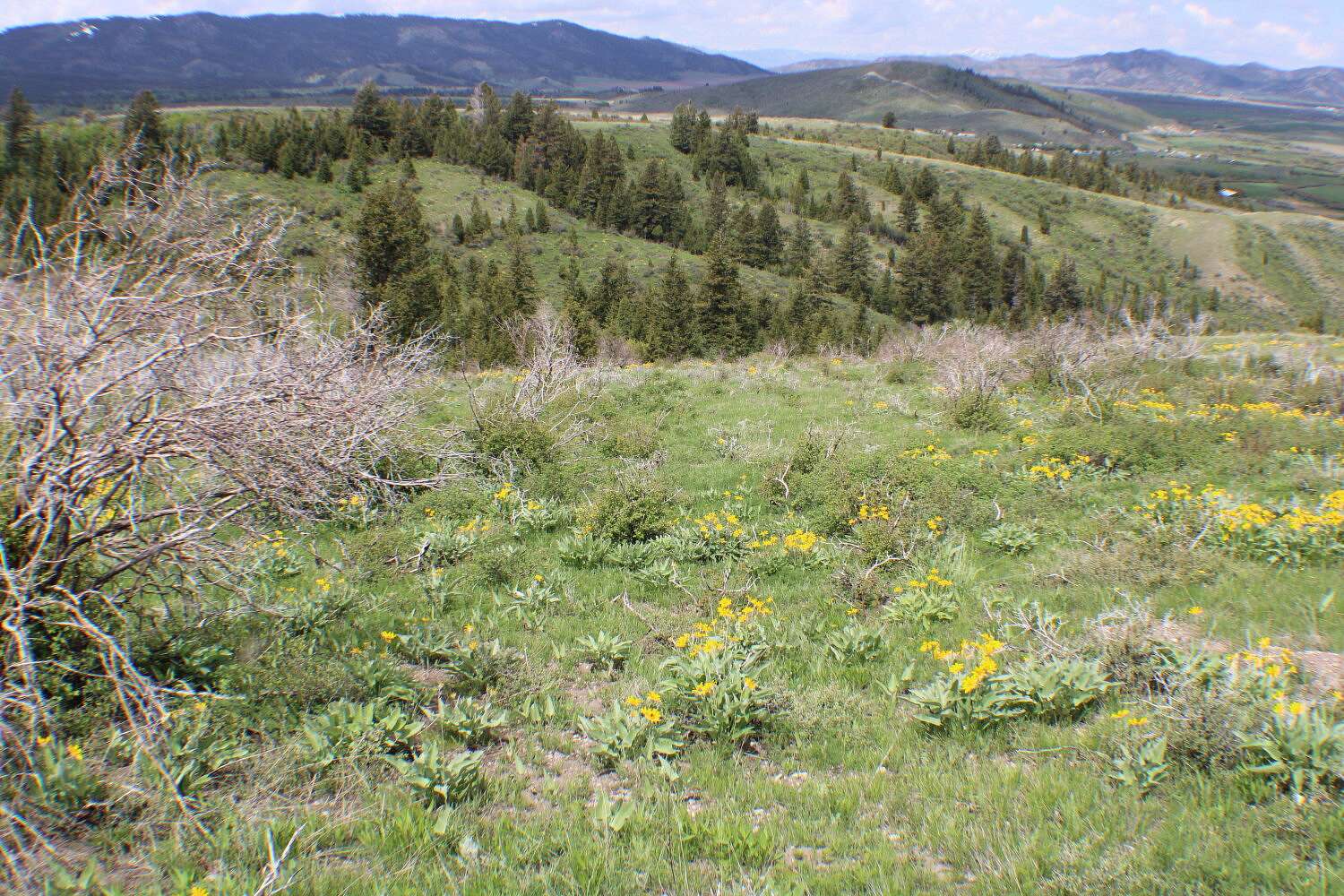 17.8 Acres of Recreational Land for Sale in Soda Springs, Idaho