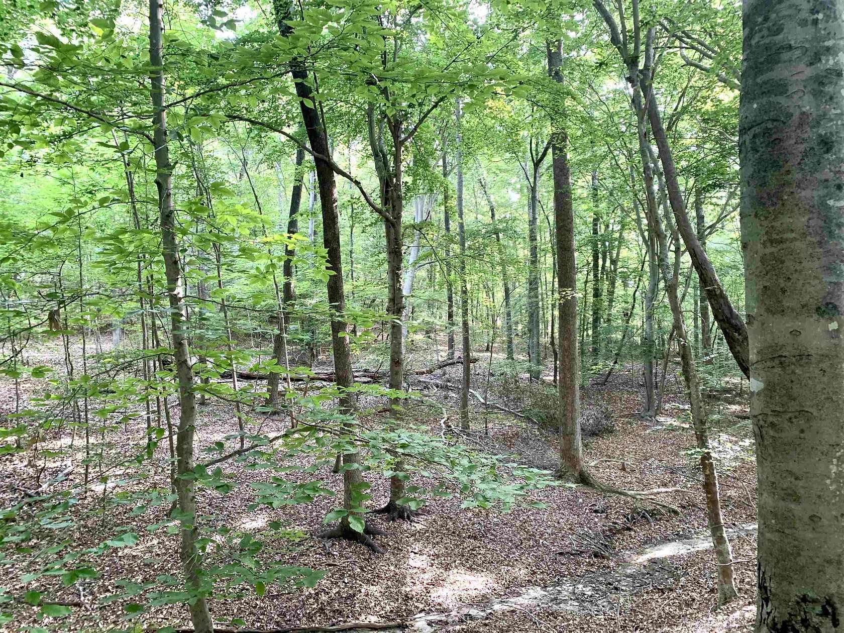5 Acres of Residential Land for Sale in Chapel Hill, North Carolina