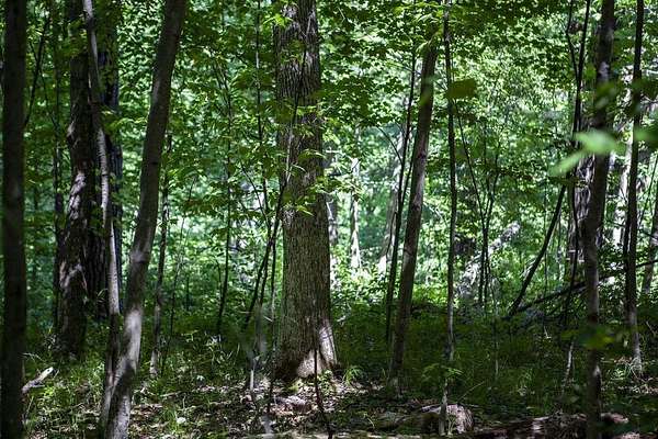 80 Acres of Recreational Land for Sale in Deerfield, Wisconsin