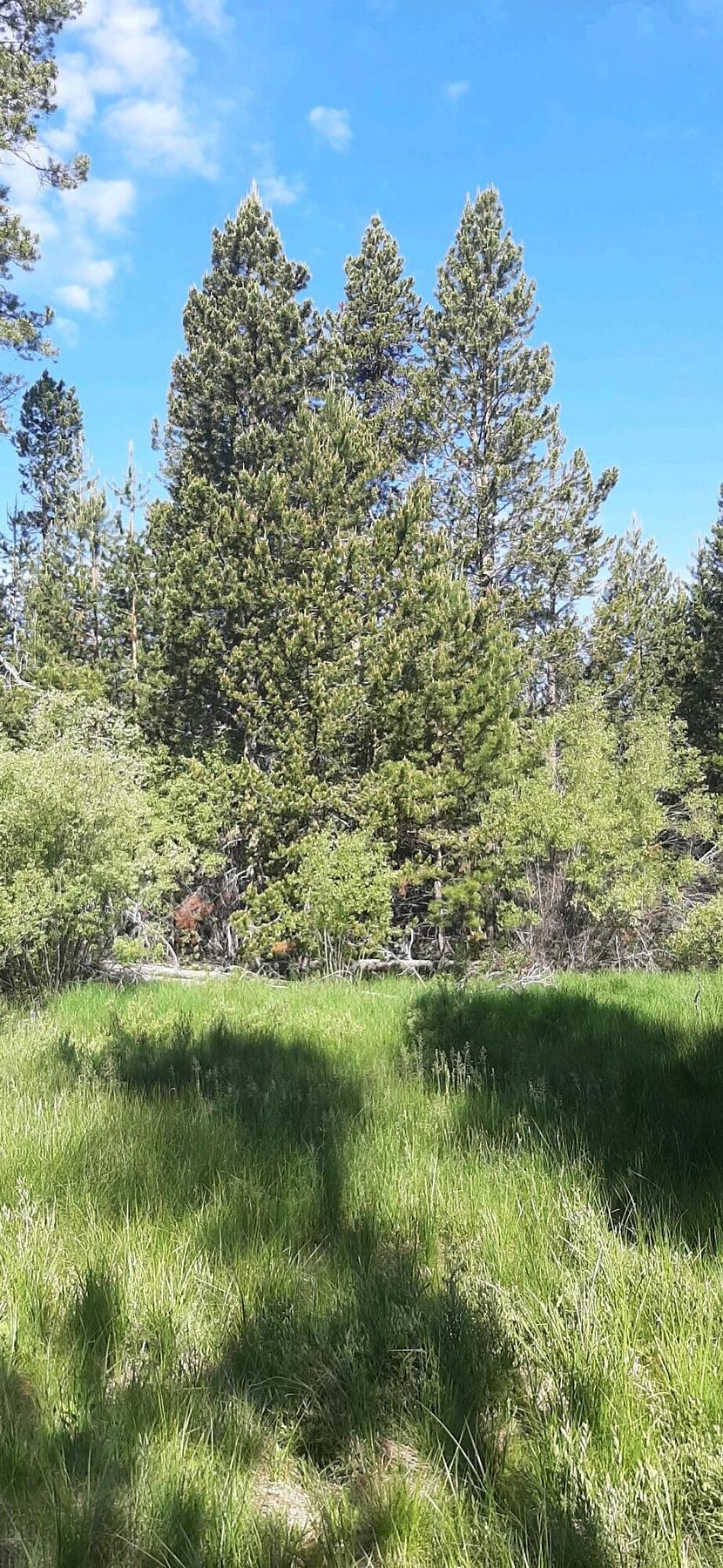 1.3 Acres of Residential Land for Sale in Crescent Lake, Oregon