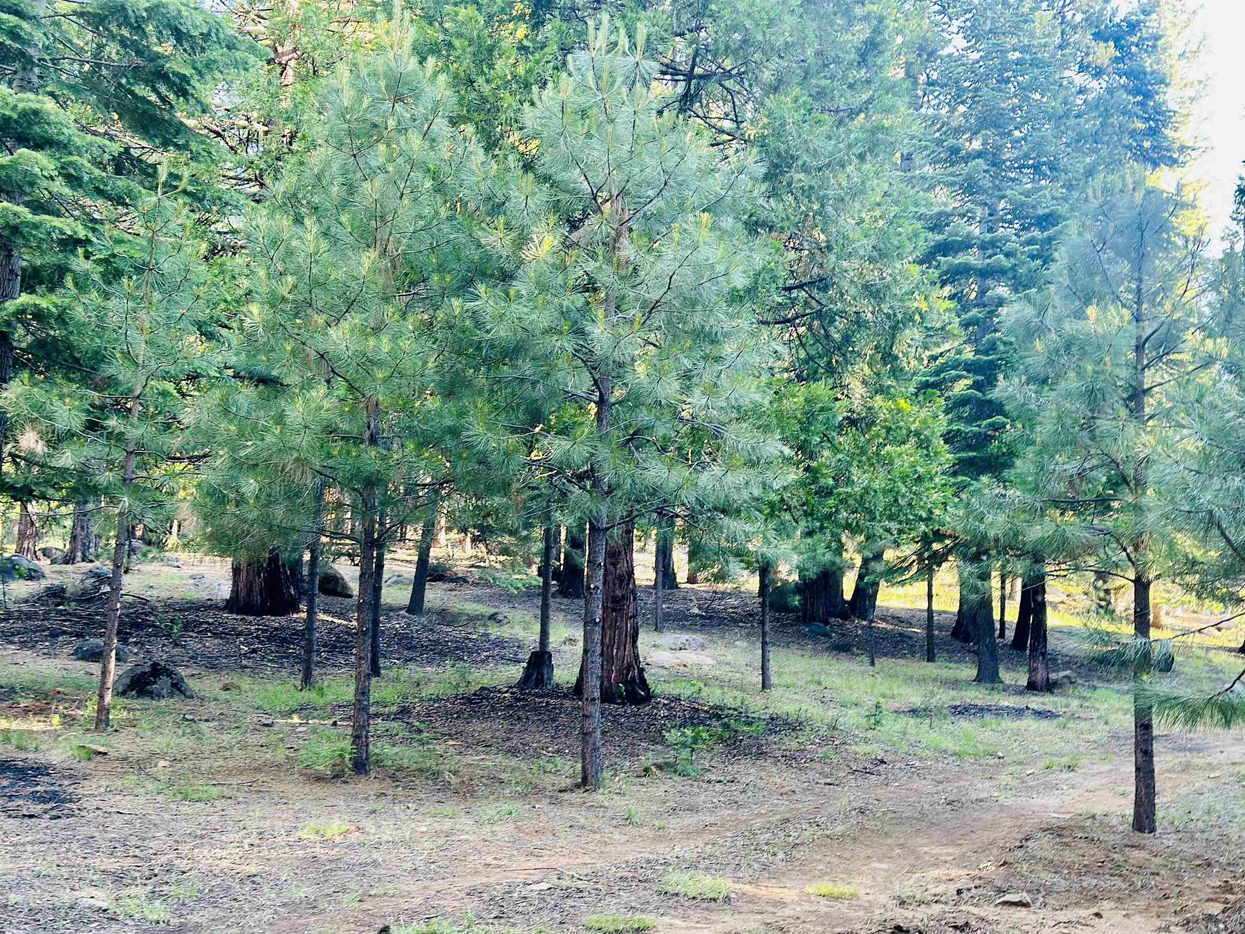 0.64 Acres of Residential Land for Sale in Lake Almanor West, California