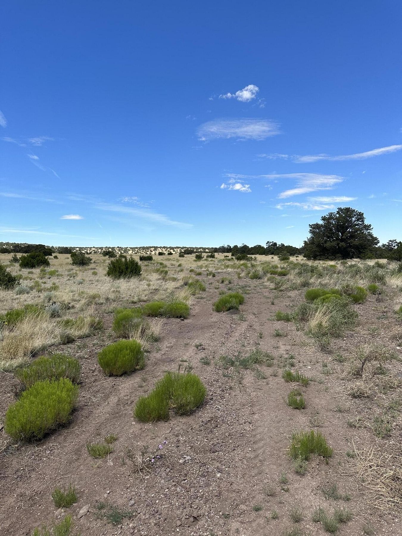 40 Acres of Recreational Land for Sale in Quemado, New Mexico