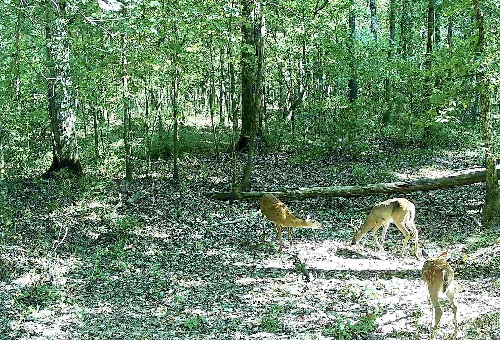20 Acres of Recreational Land for Sale in White Hall, Arkansas