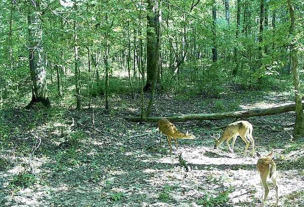 20 Acres of Recreational Land for Sale in White Hall, Arkansas