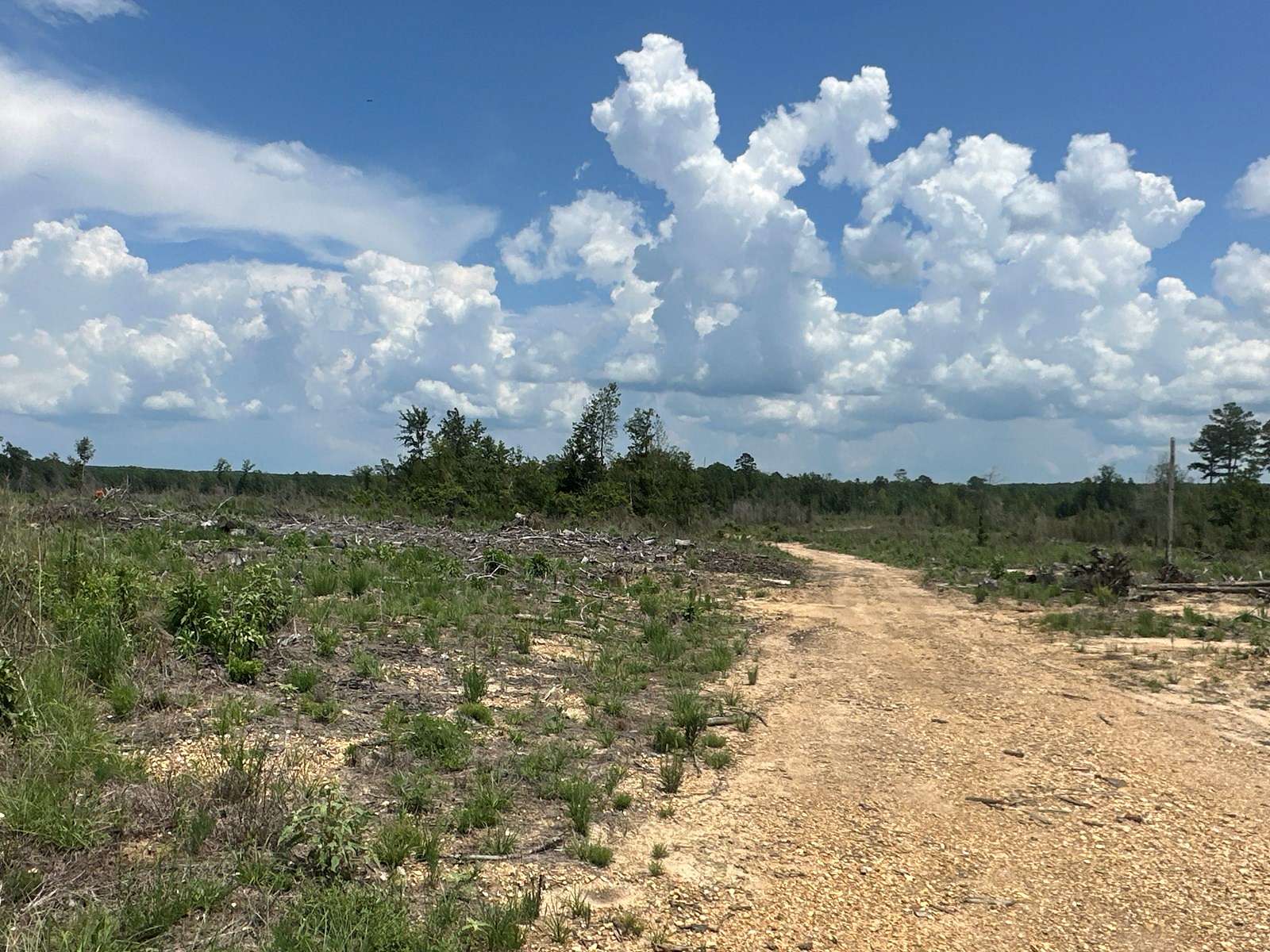 66.9 Acres of Land for Sale in Stephens, Arkansas