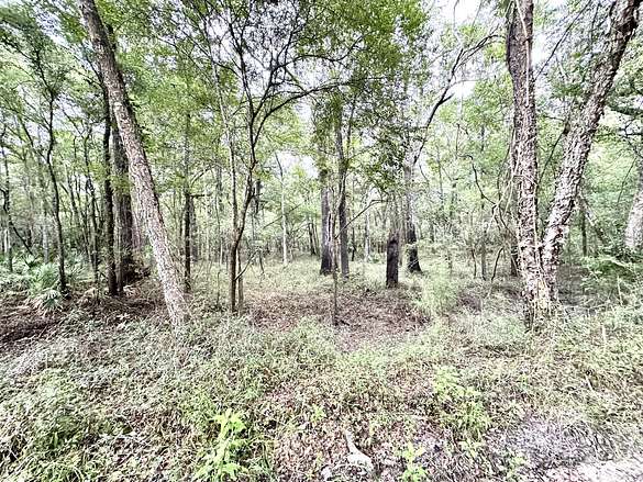 20 Acres of Recreational Land & Farm for Sale in Mayo, Florida