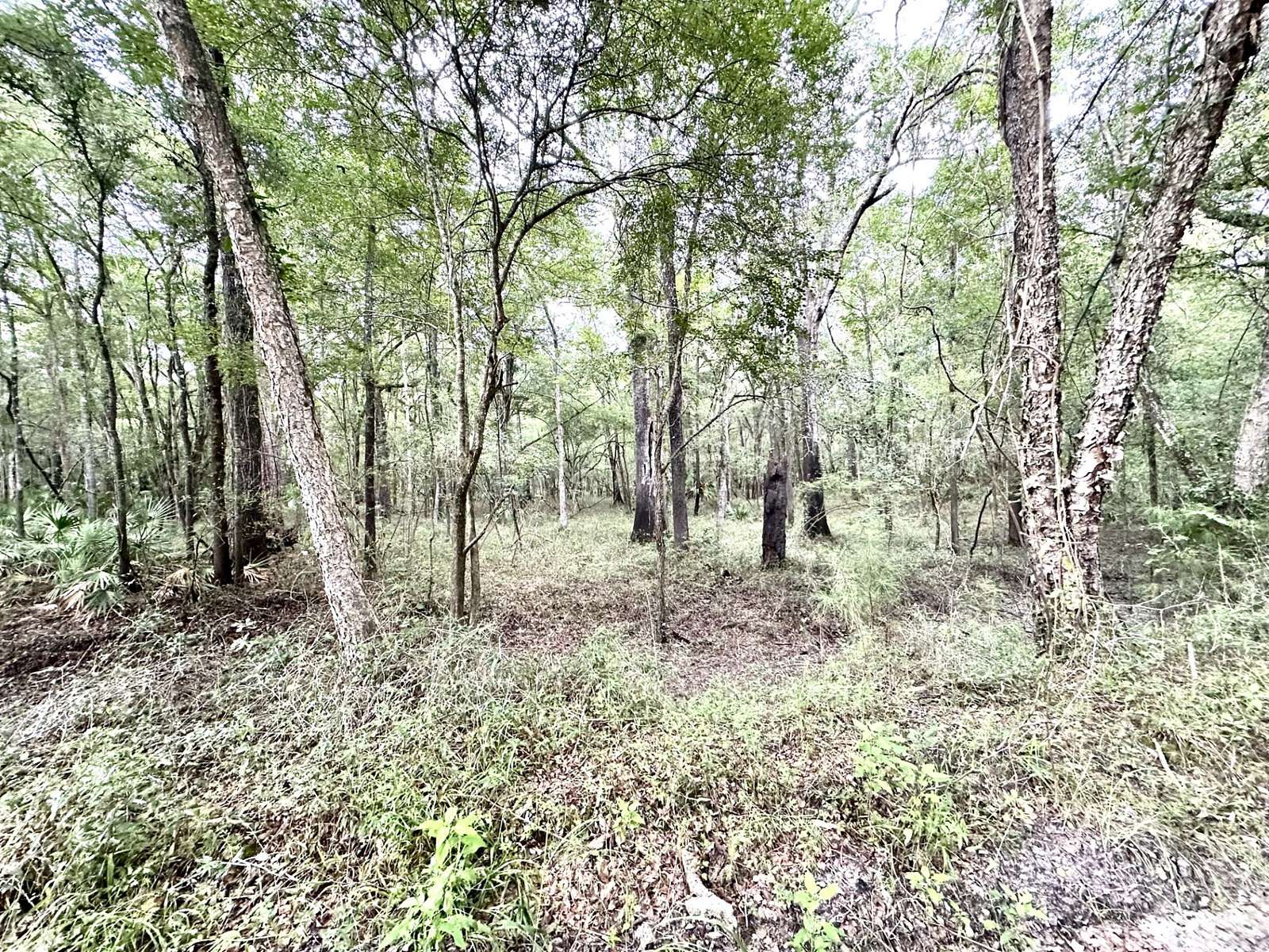 10 Acres of Recreational Land & Farm for Sale in Mayo, Florida