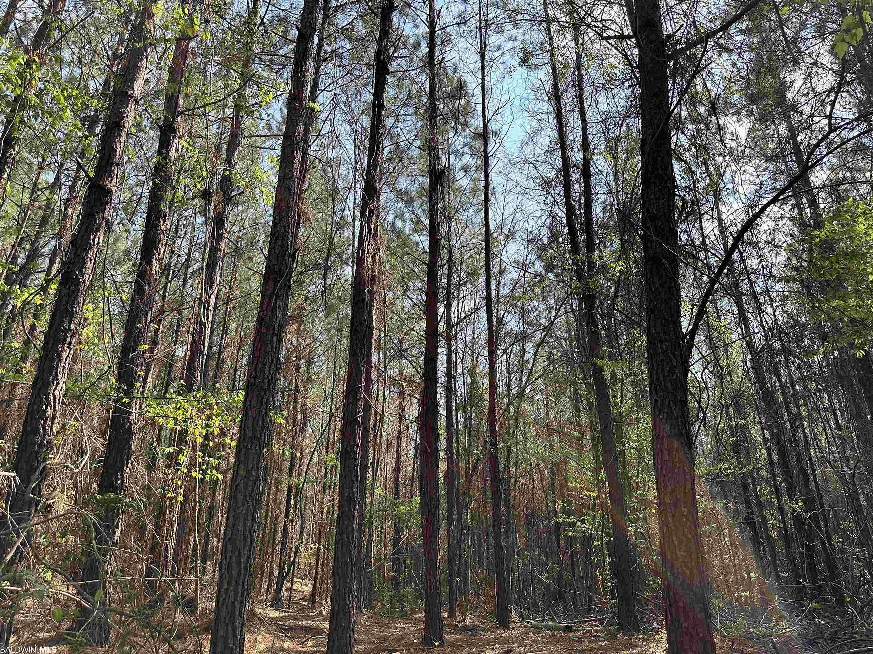 40 Acres of Recreational Land for Sale in Thomasville, Alabama