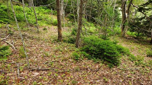 8.1 Acres of Residential Land for Sale in Phippsburg, Maine
