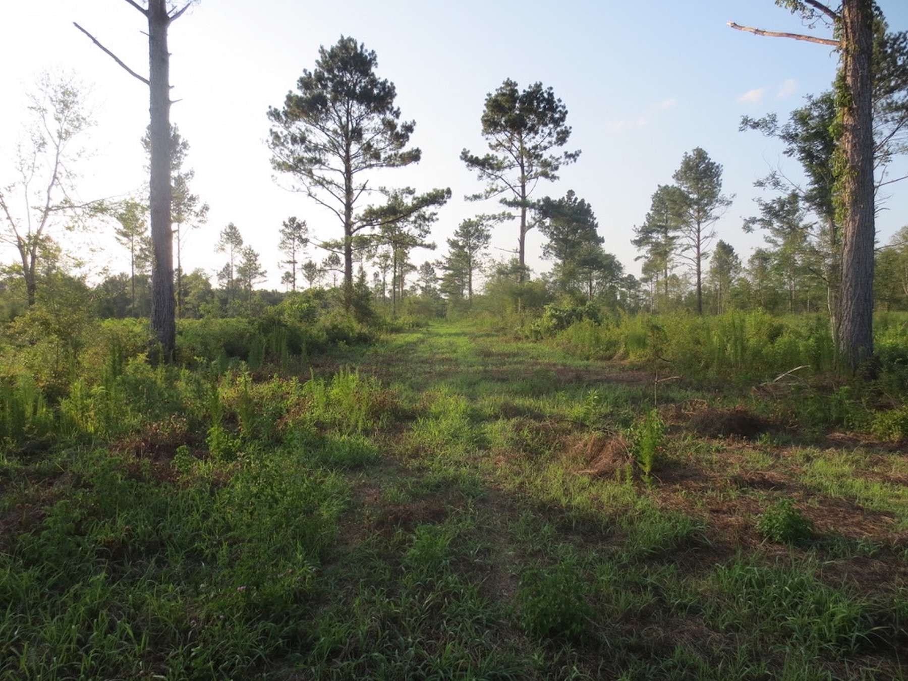 12.8 Acres of Recreational Land for Sale in Sandy Hook, Mississippi