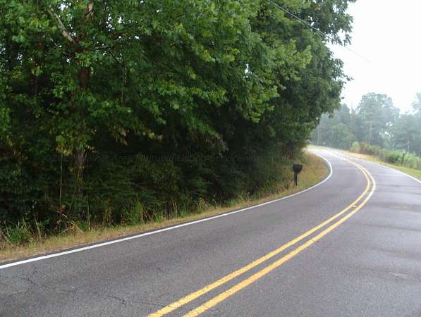 34 Acres of Land for Sale in Nauvoo, Alabama