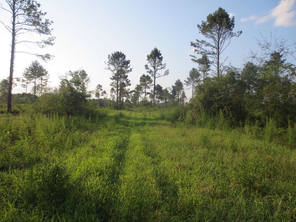 18 Acres of Recreational Land for Sale in Sandy Hook, Mississippi
