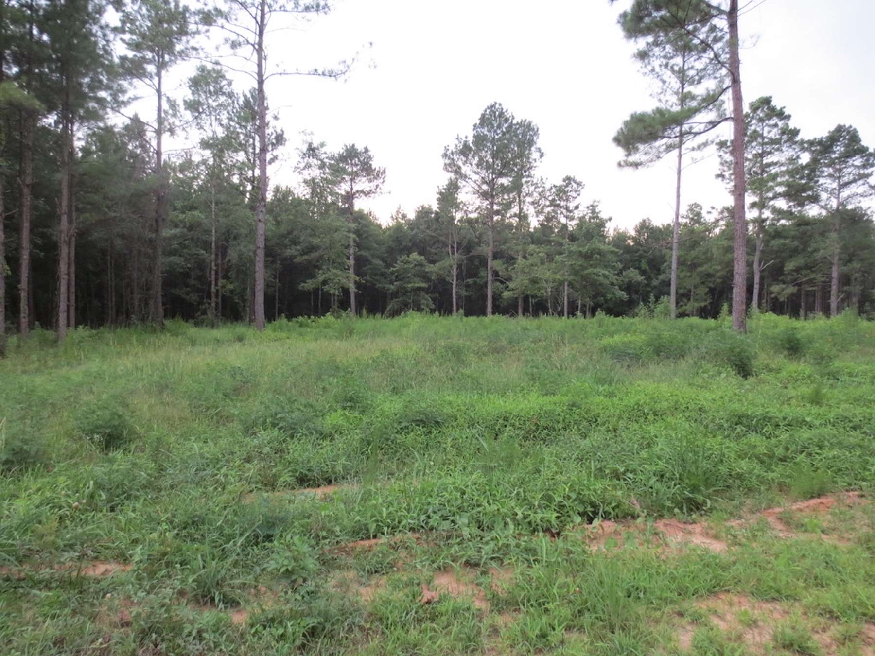 16 Acres of Recreational Land for Sale in Sandy Hook, Mississippi