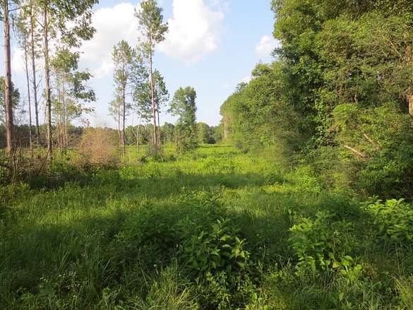 28 Acres of Recreational Land for Sale in Sandy Hook, Mississippi