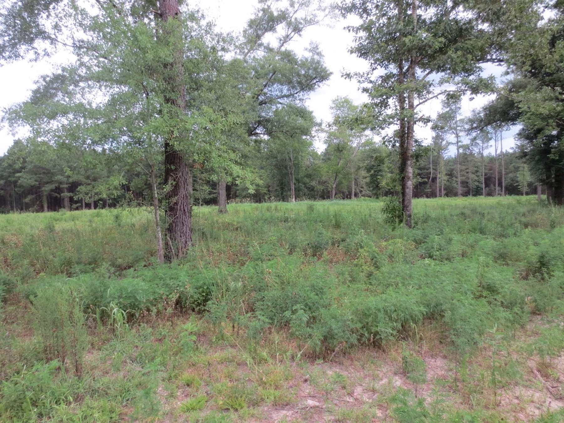 9 Acres of Recreational Land for Sale in Sandy Hook, Mississippi