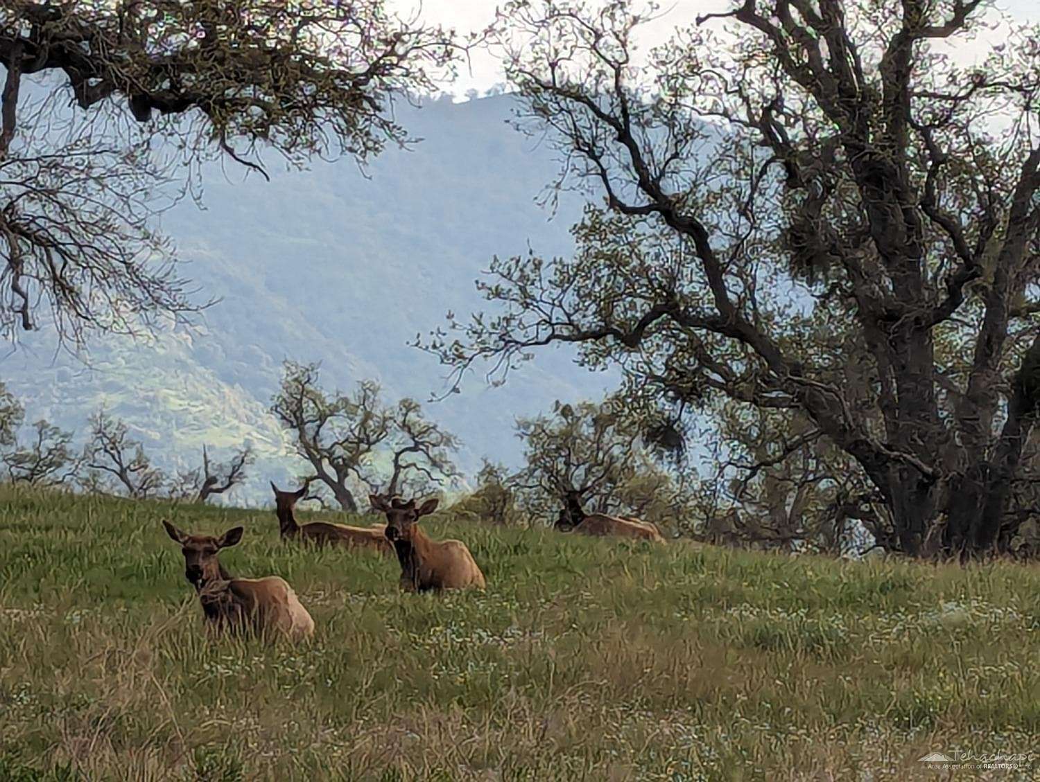 1 Acres of Residential Land for Sale in Tehachapi, California