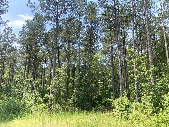 144 Acres of Recreational Land for Sale in Bloomburg, Texas