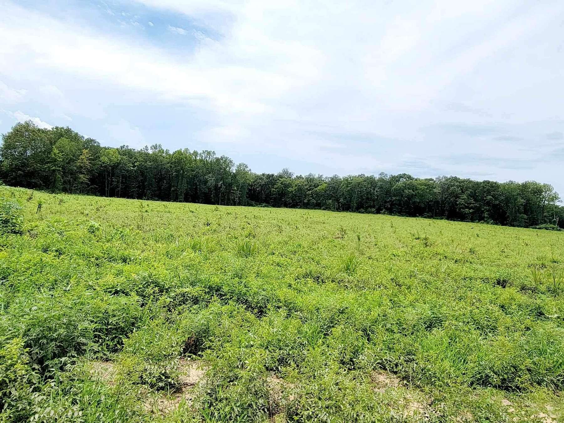 25.1 Acres of Land for Sale in Danville, Arkansas