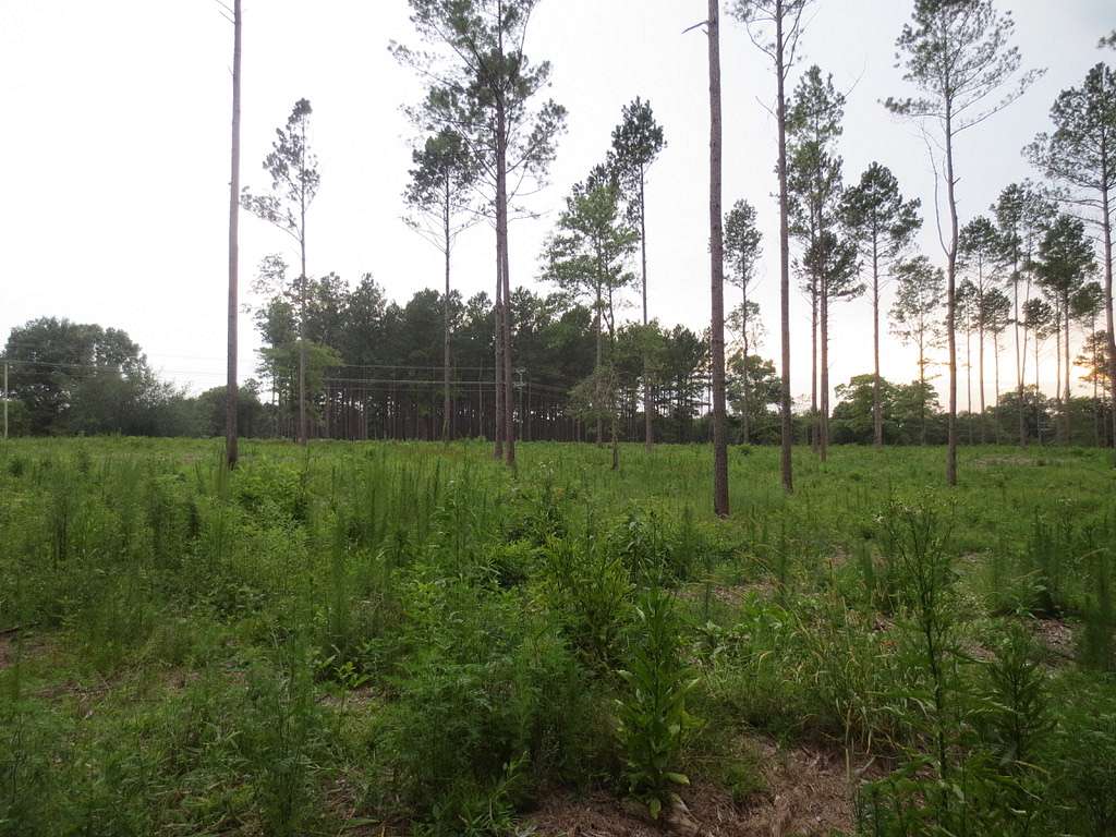 6 Acres of Recreational Land for Sale in Sandy Hook, Mississippi