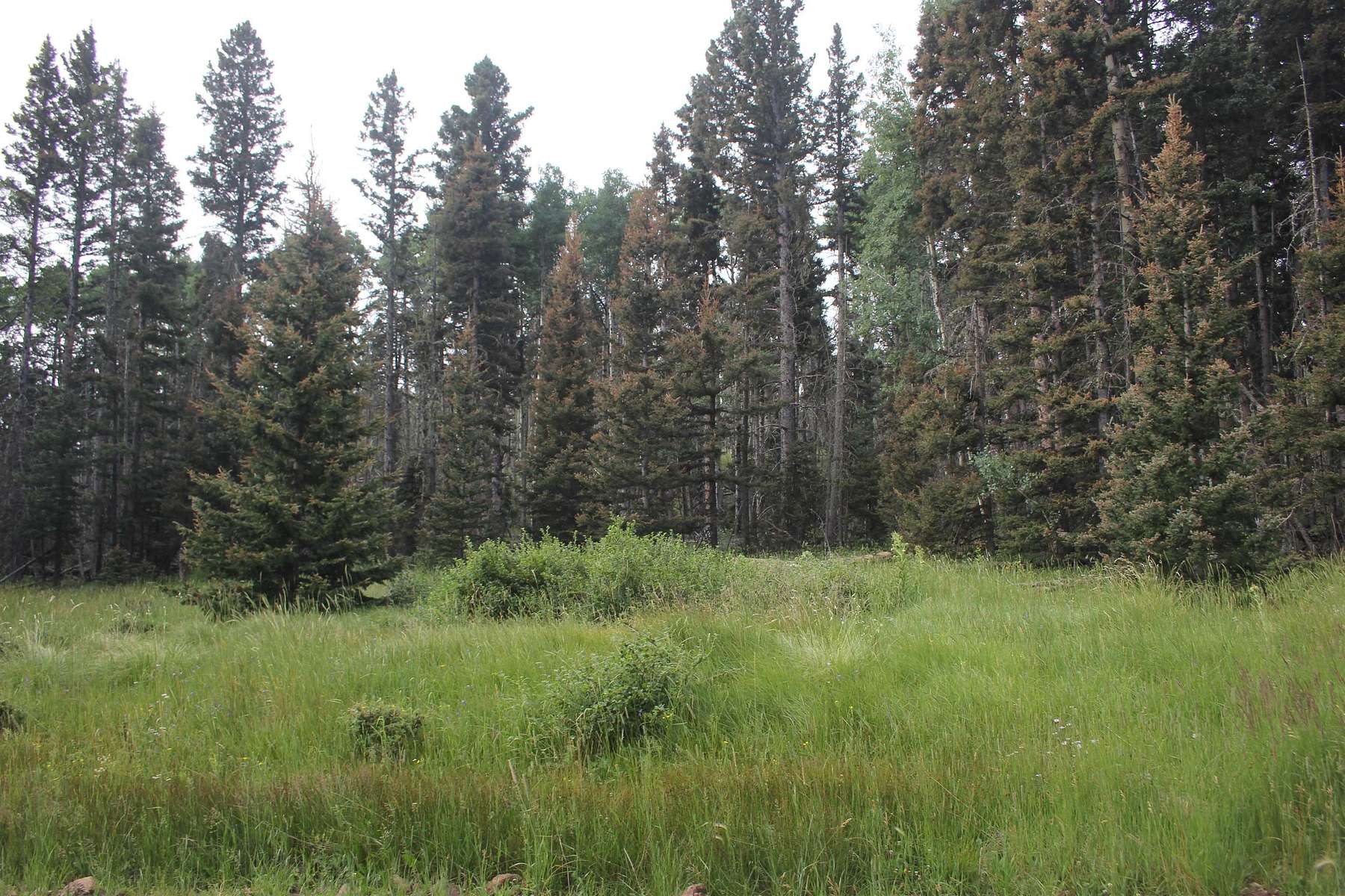 15.3 Acres of Recreational Land for Sale in Black Lake, New Mexico