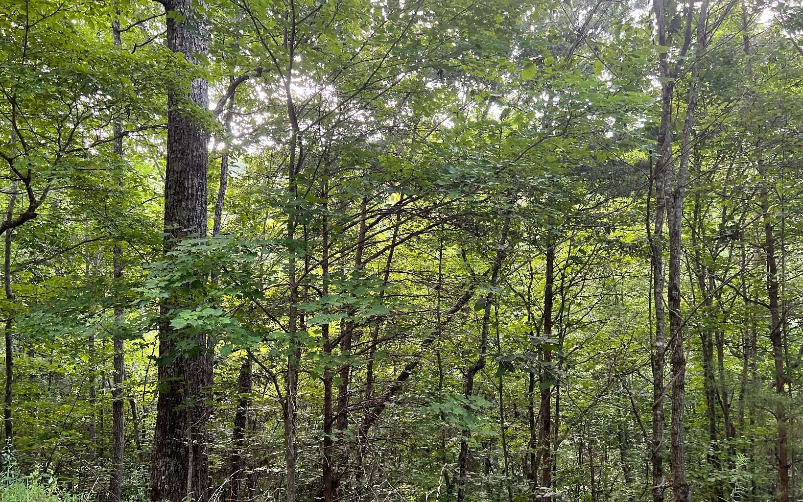 1.89 Acres of Land for Sale in Brasstown, North Carolina