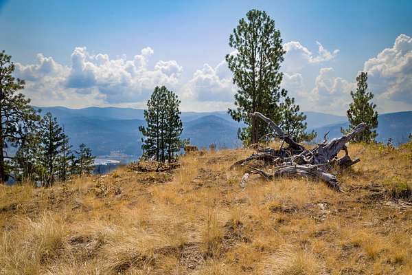 39.5 Acres of Recreational Land for Sale in Kila, Montana
