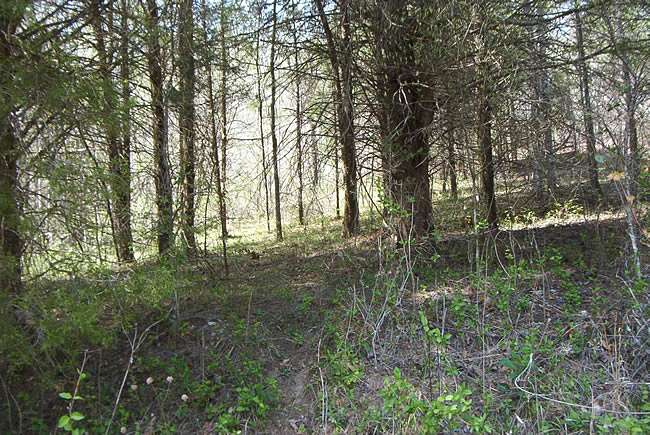 18.7 Acres of Land for Sale in Hestand, Kentucky