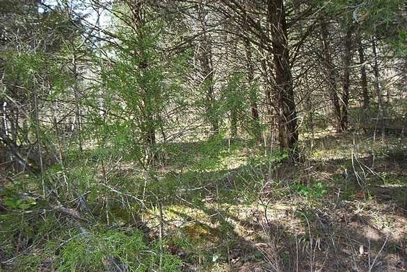 18.7 Acres of Recreational Land for Sale in Hestand, Kentucky