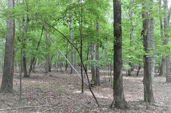 37.5 Acres of Land for Sale in Rougemont, North Carolina