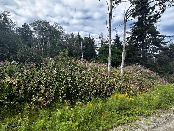 4.5 Acres of Land for Sale in Matinicus, Maine
