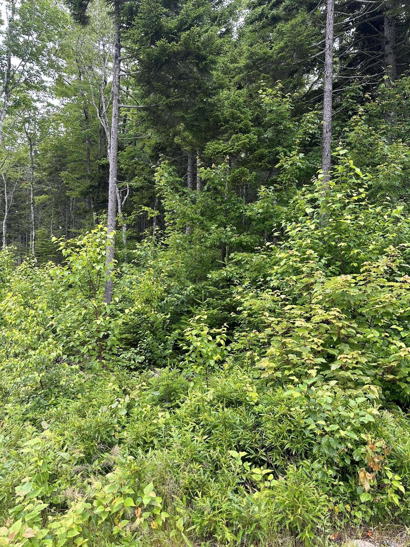 51.9 Acres of Land for Sale in Steuben, Maine