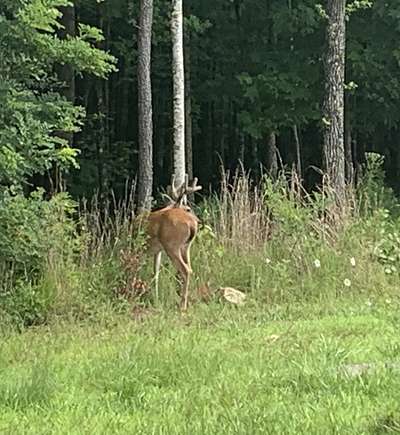 1.07 Acres of Residential Land for Sale in Jasper, Tennessee