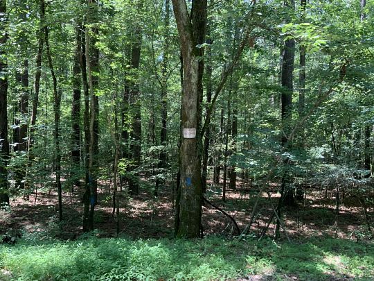 Land For Sale Waverly Tn