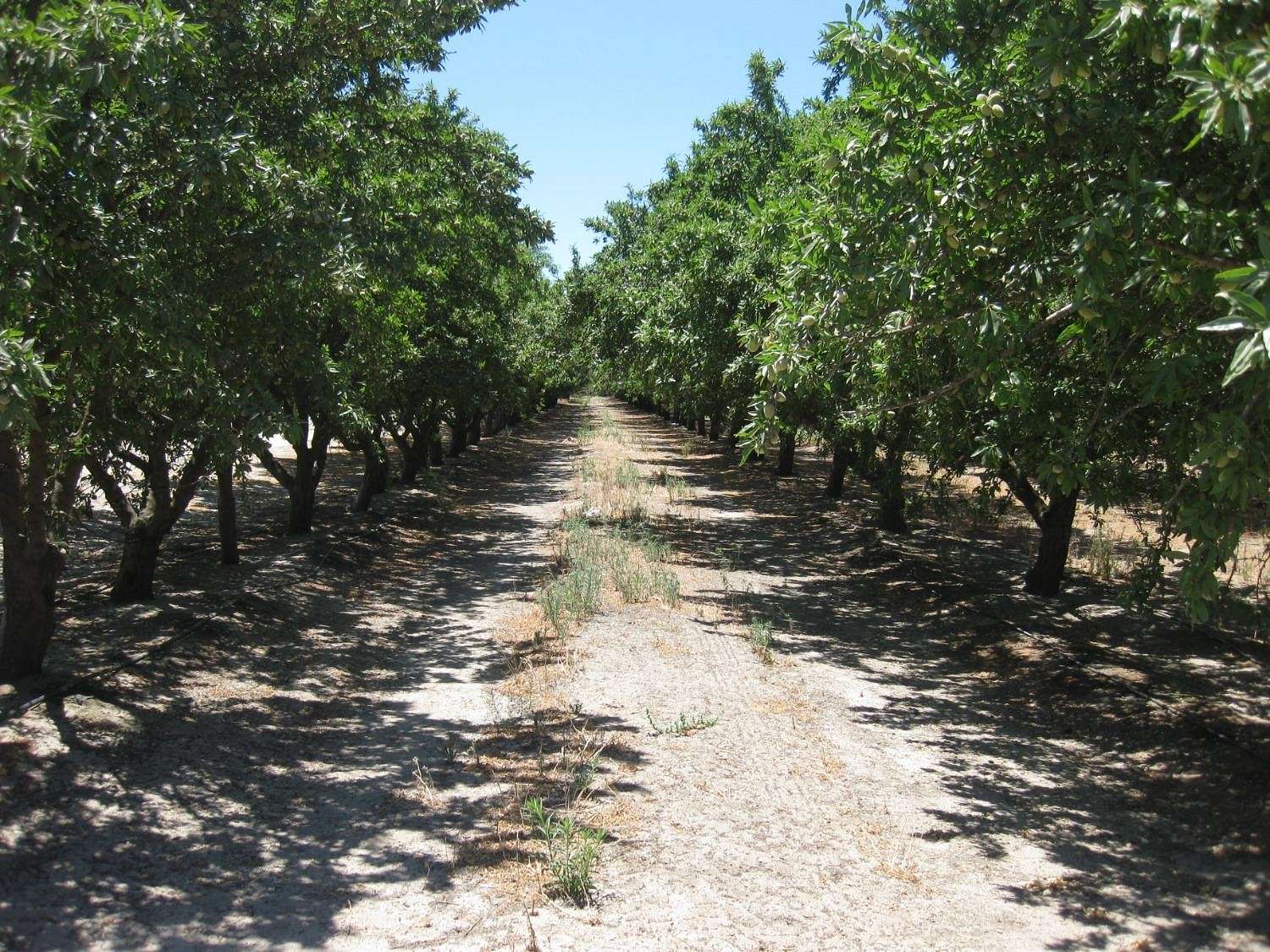 70 Acres of Agricultural Land for Sale in Fresno, California