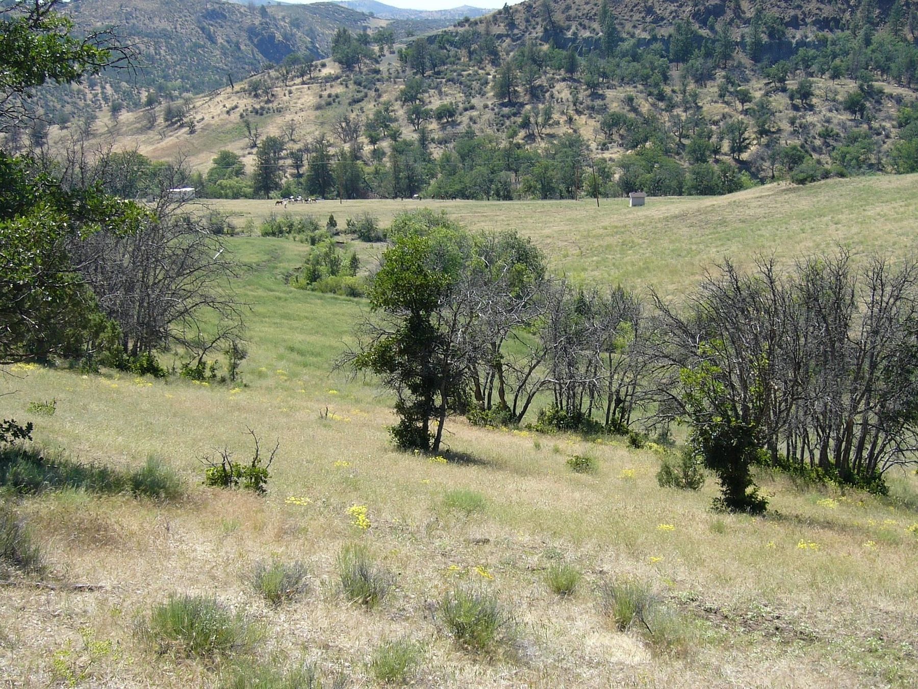 40 Acres of Recreational Land for Sale in Hornbrook, California
