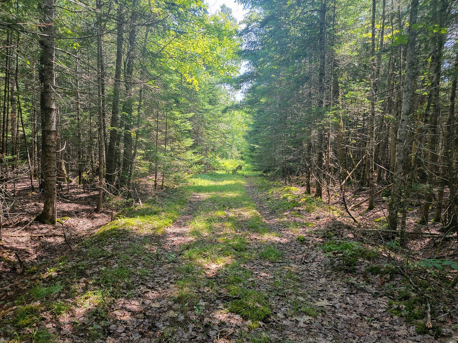 121 Acres of Recreational Land & Farm for Sale in Princeton, Maine