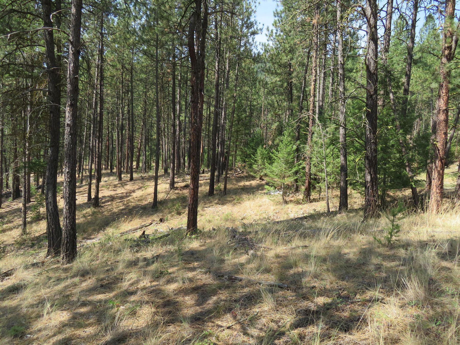 2.6 Acres of Land for Sale in Republic, Washington