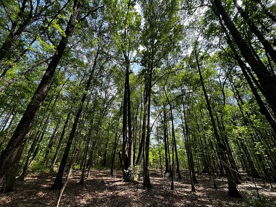 16 Acres of Recreational Land for Sale in Islandton, South Carolina